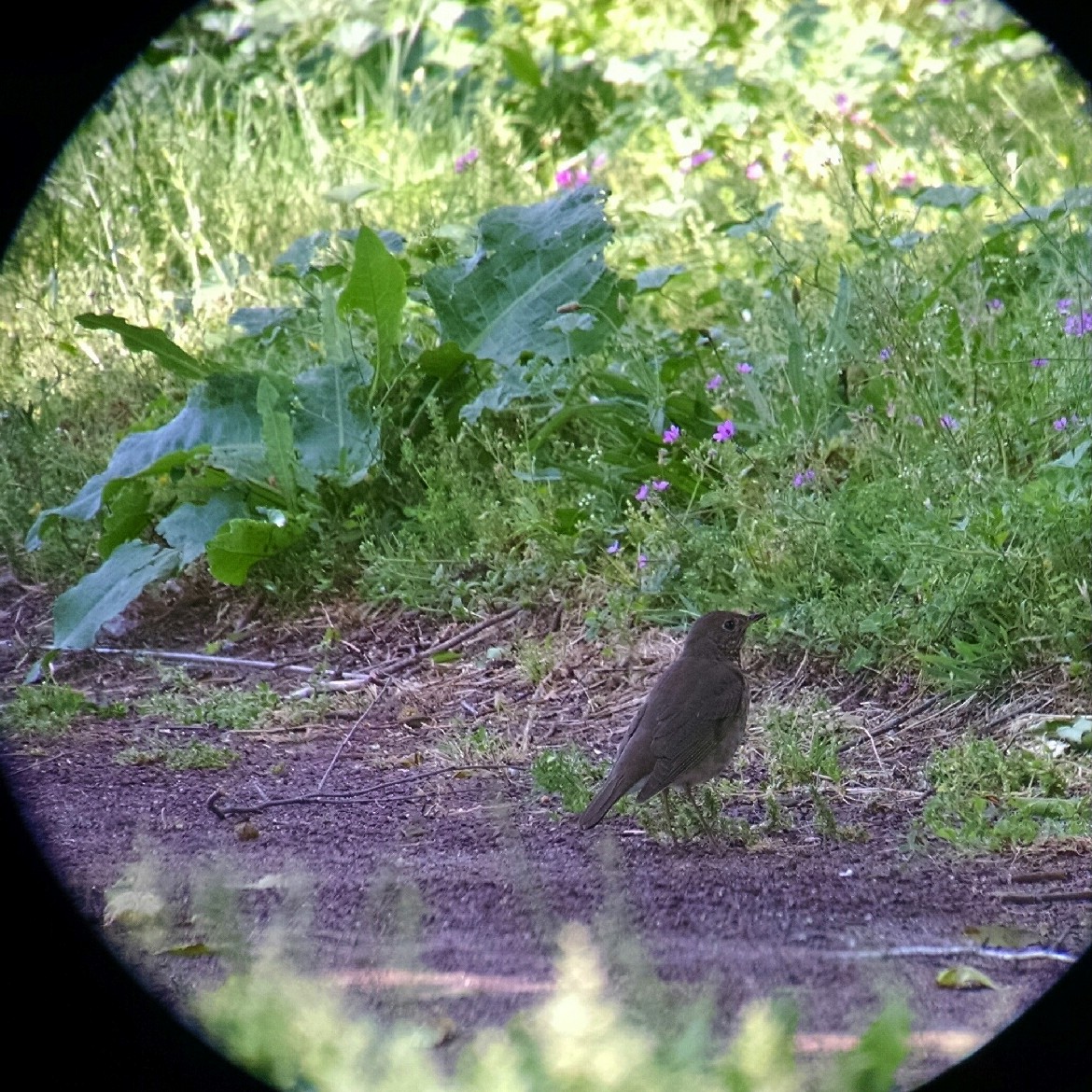 Swainson's Thrush - Chris Cording