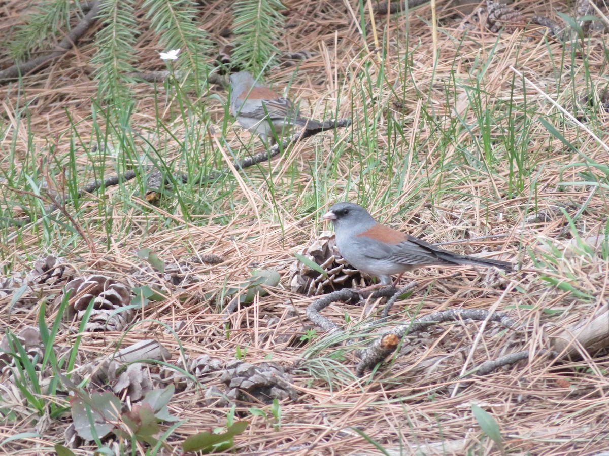 Dark-eyed Junco (Gray-headed) - ML588863191