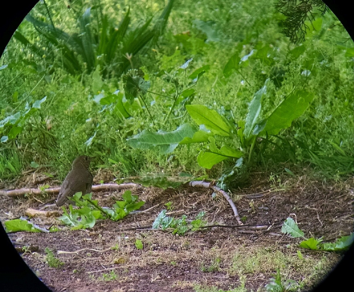 Swainson's Thrush - ML58886331