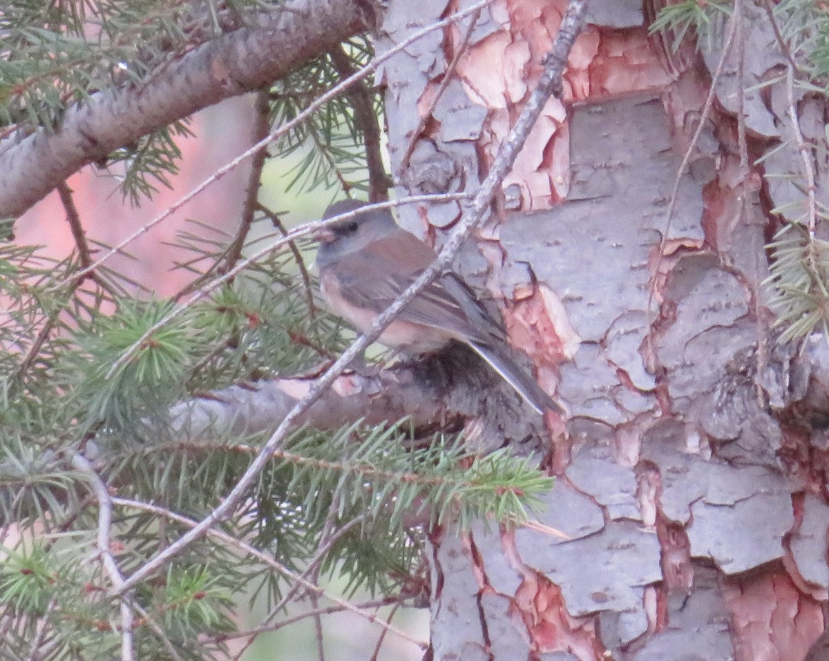 Junco Ojioscuro (mearnsi x caniceps) - ML588863661