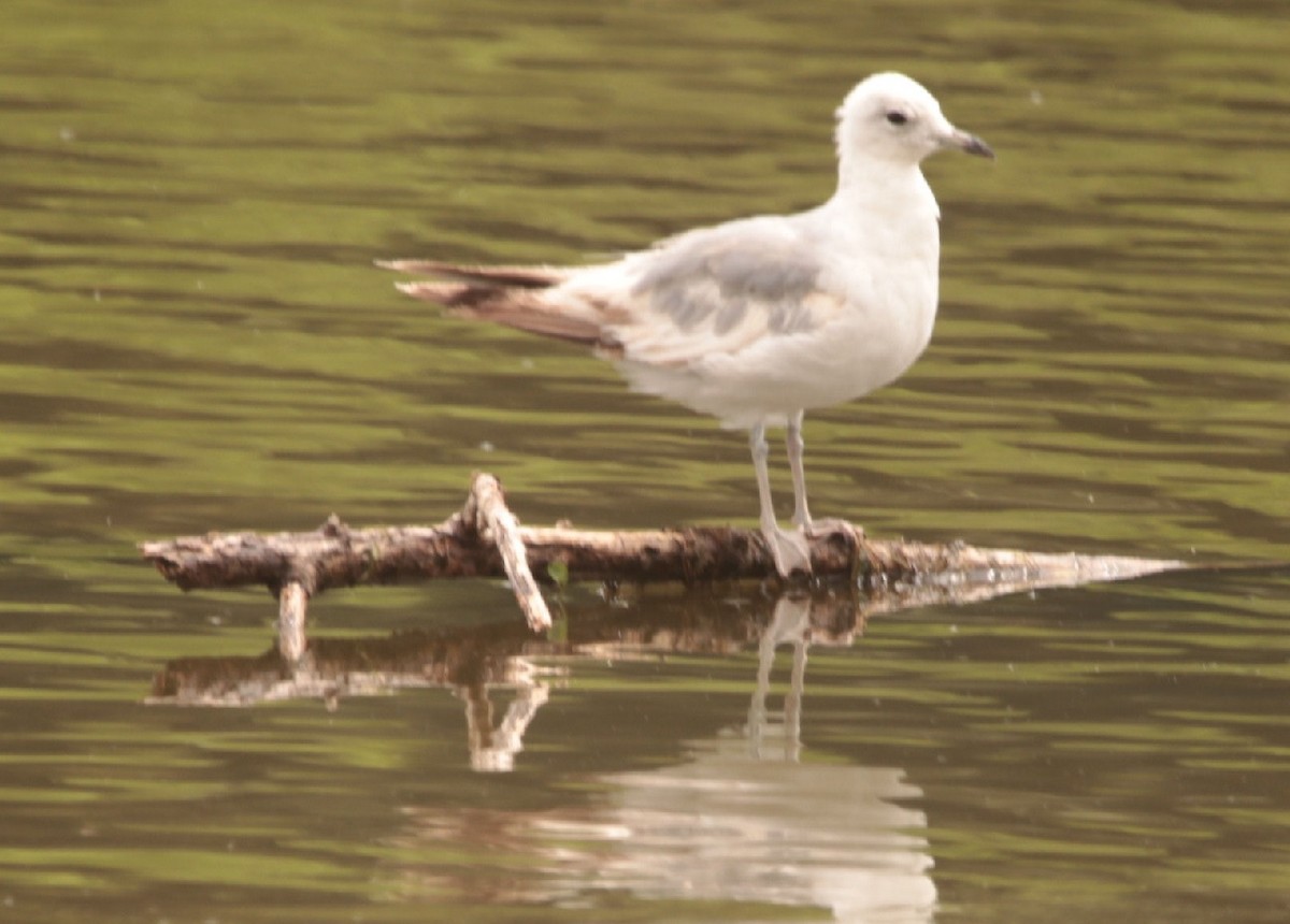 Goéland cendré - ML588865021