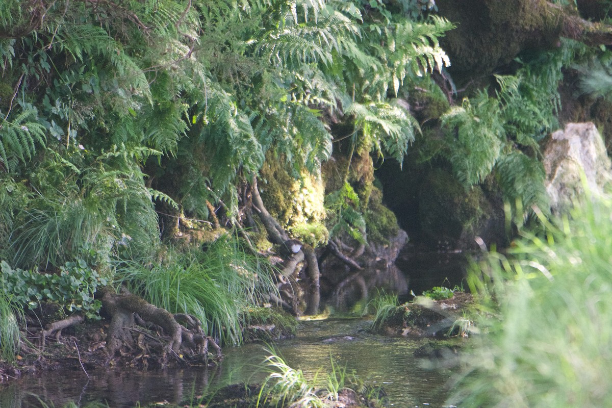 White-throated Dipper - ML588865151