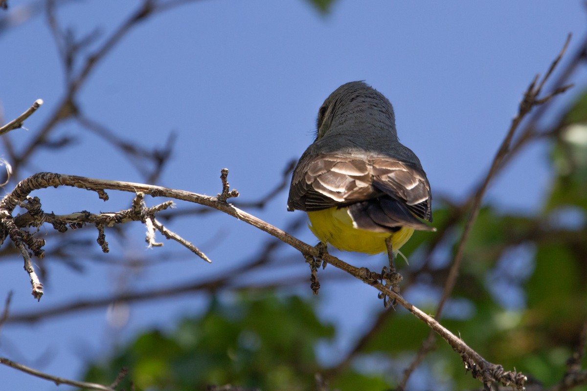 Western Kingbird - Emily Berk