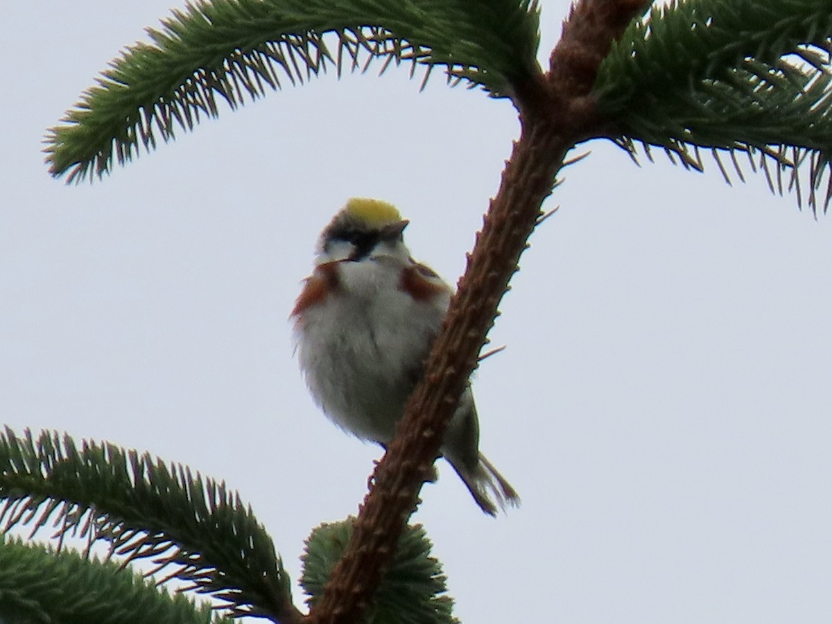 Chestnut-sided Warbler - ML588865551