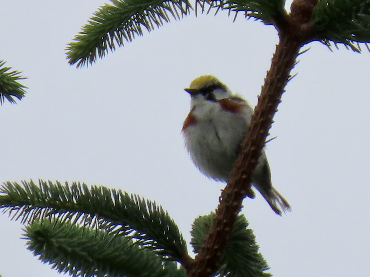 Chestnut-sided Warbler - ML588865561