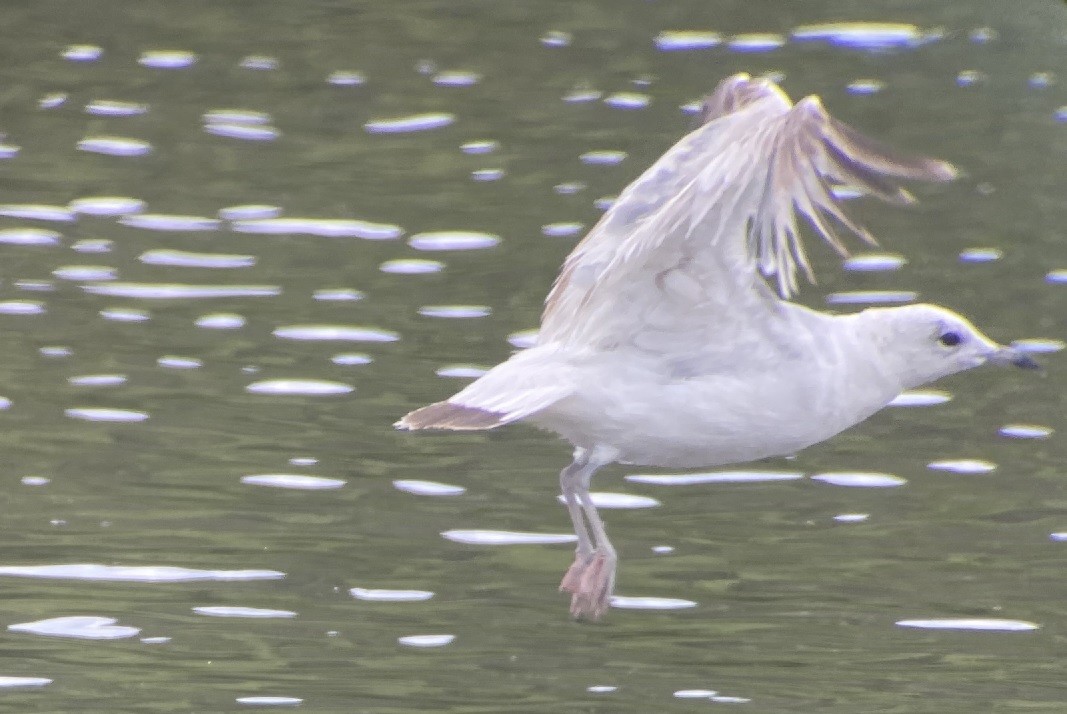 Common Gull - ML588866231