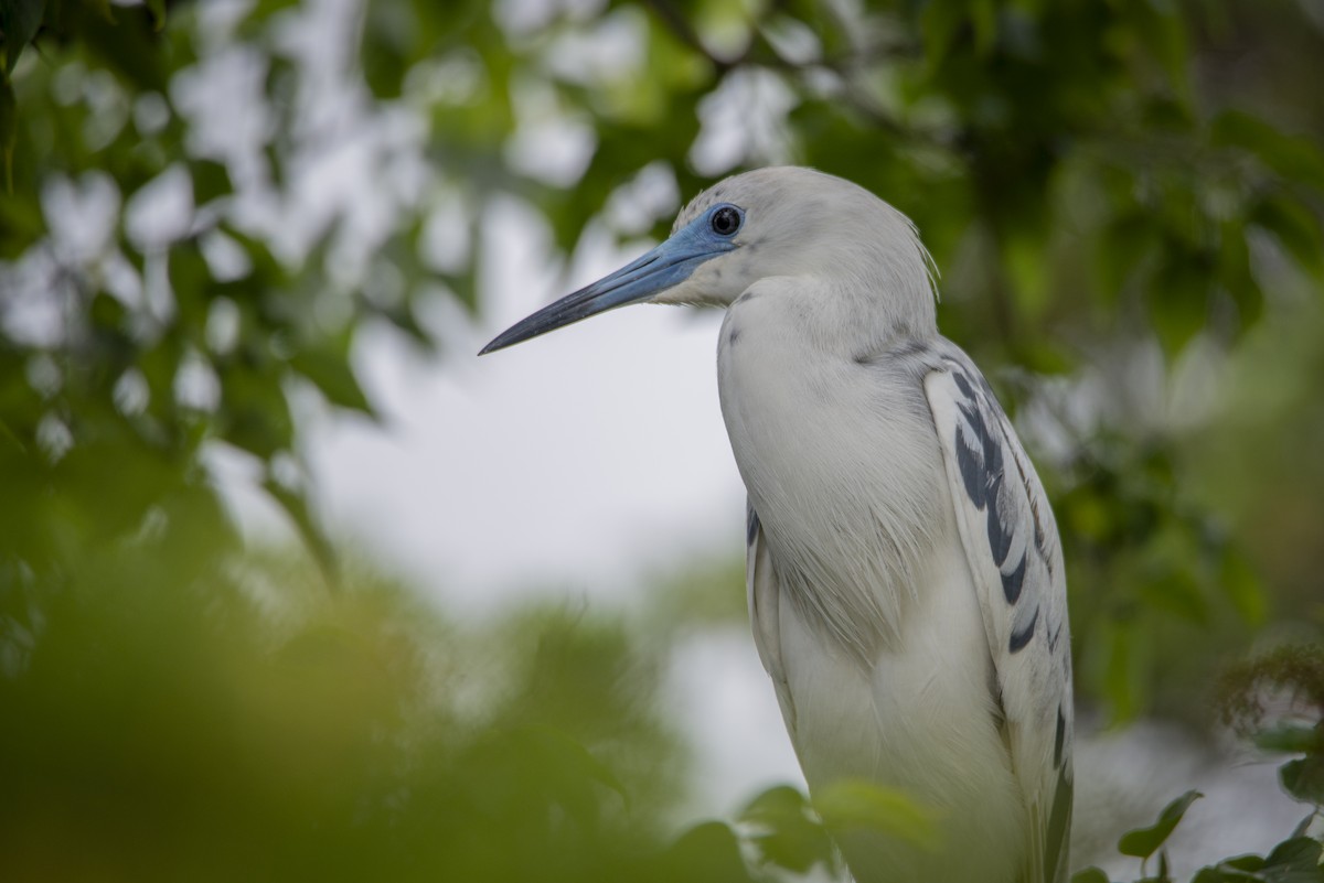 Little Blue Heron - Jesse LeBlanc
