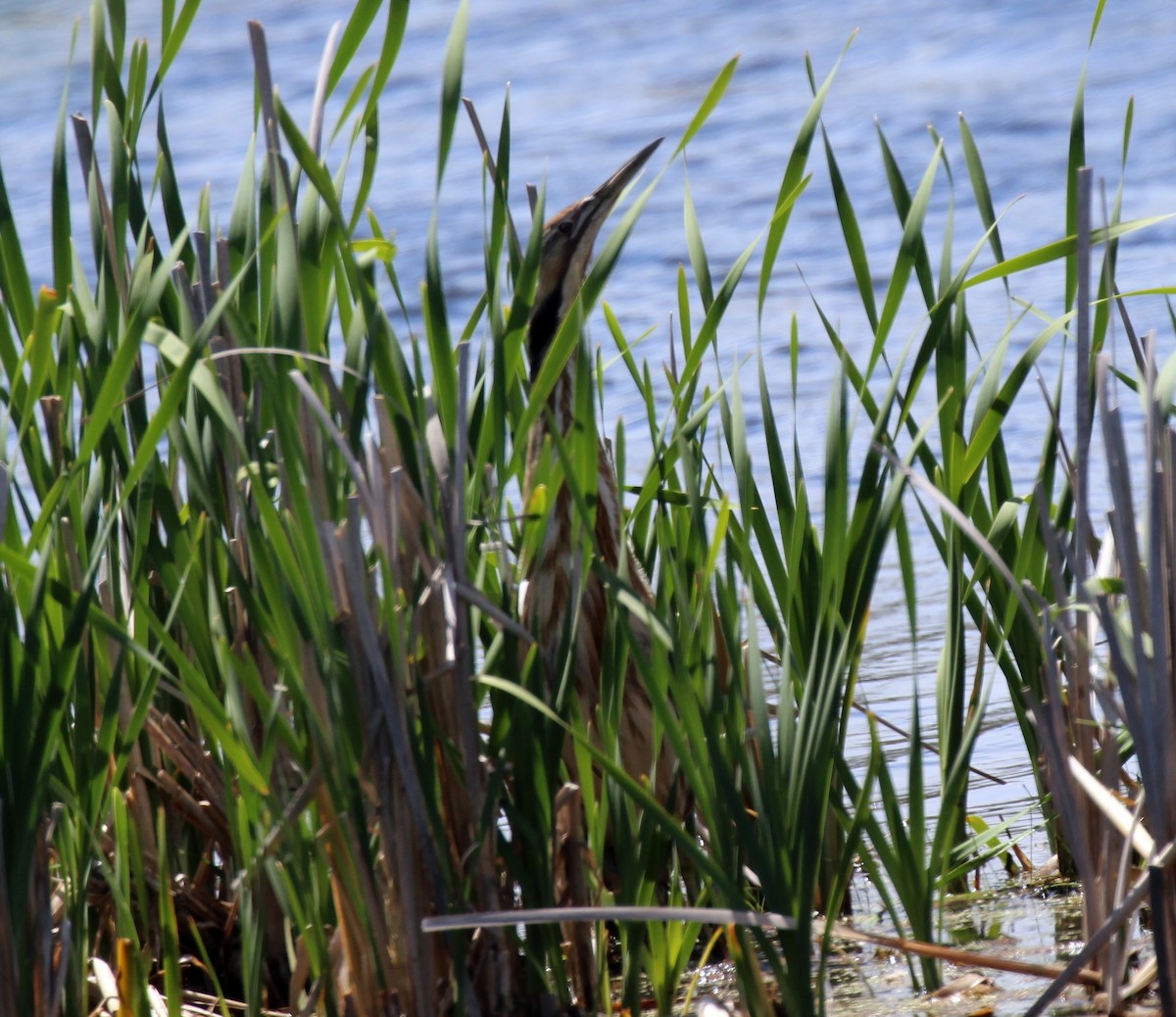 American Bittern - Jeffrey  Graham