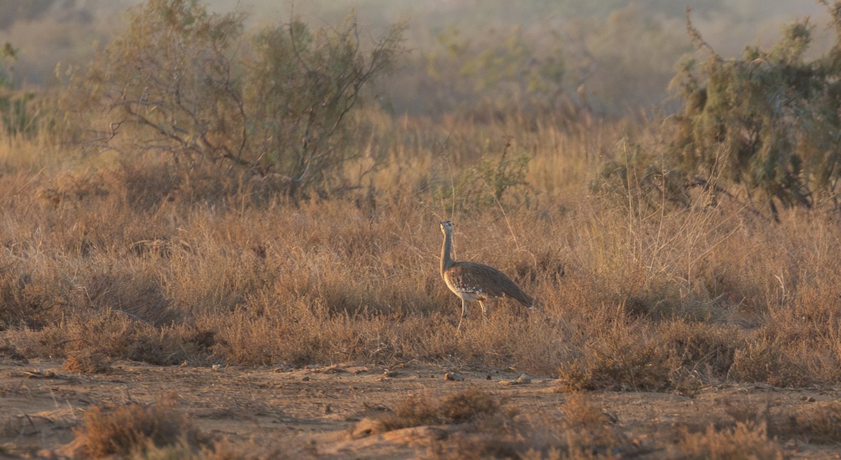 Arabian Bustard - ML588867831