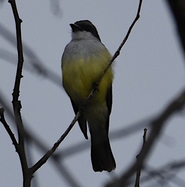Snowy-throated Kingbird - ML588868101