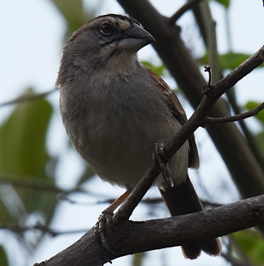 Tumbes Sparrow - ML588868411