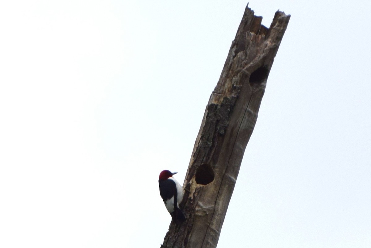 Red-headed Woodpecker - ML58886851