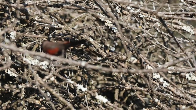 Black-faced Waxbill - ML588868511