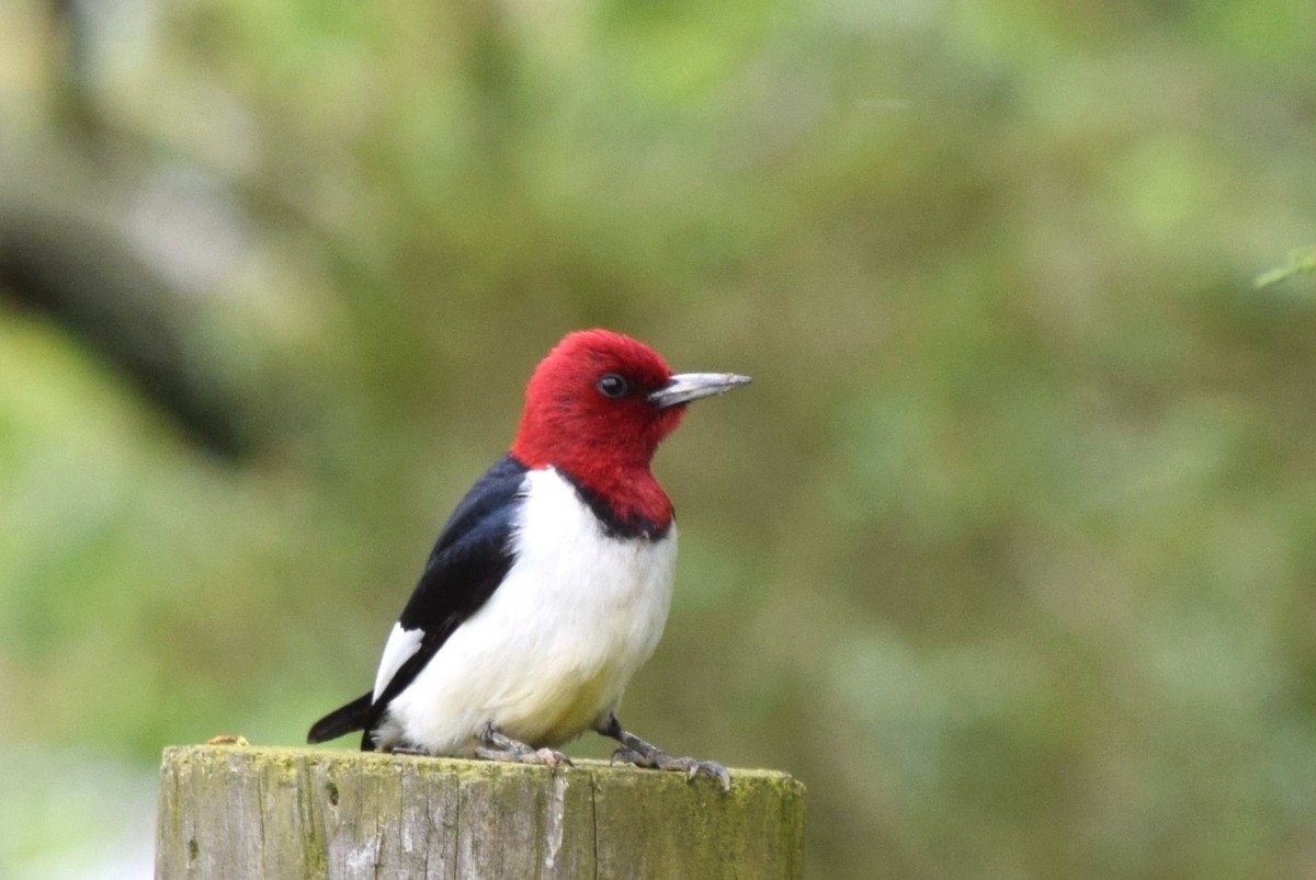 Red-headed Woodpecker - ML58886861