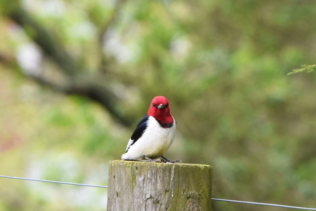 Red-headed Woodpecker - ML58886881