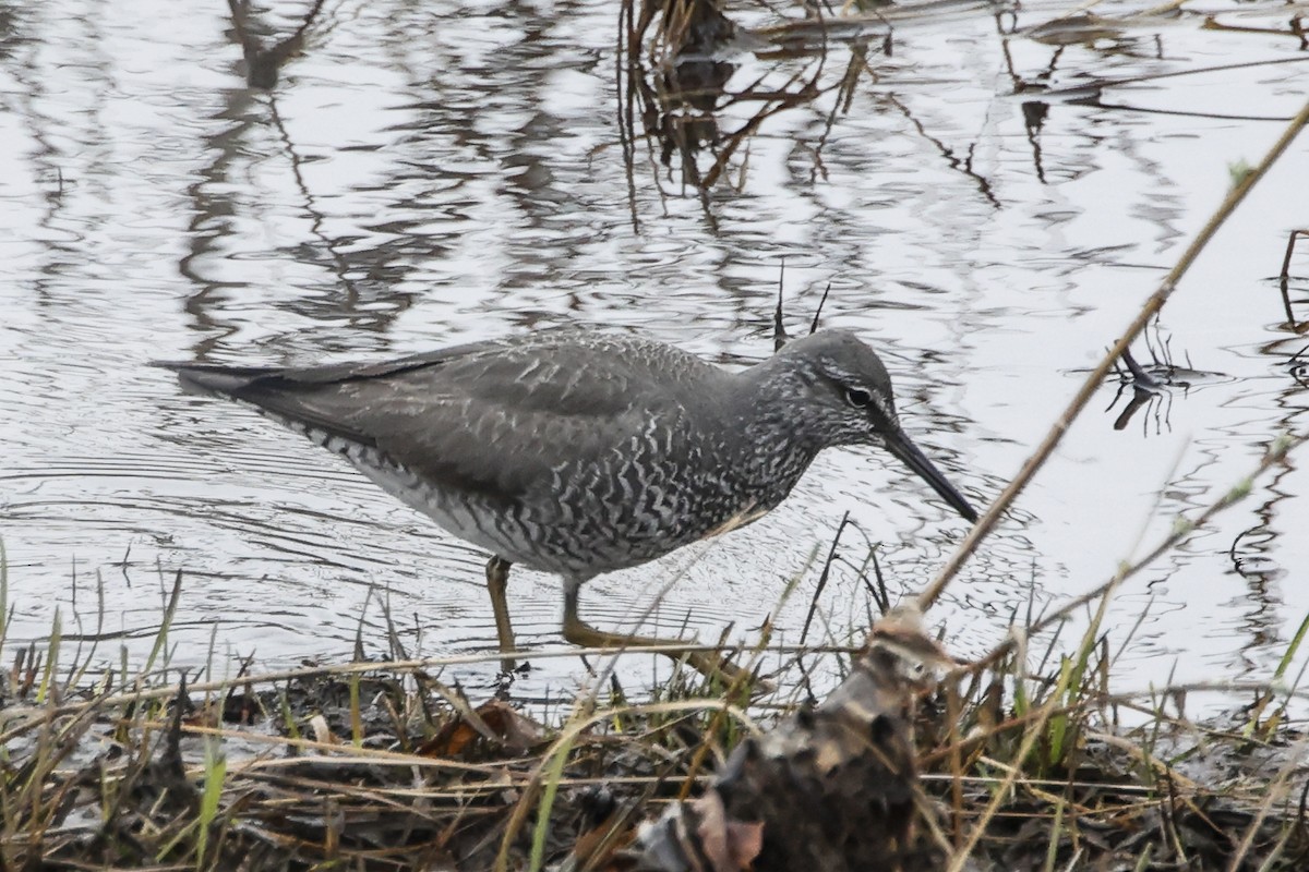 Wandering Tattler - ML588869101