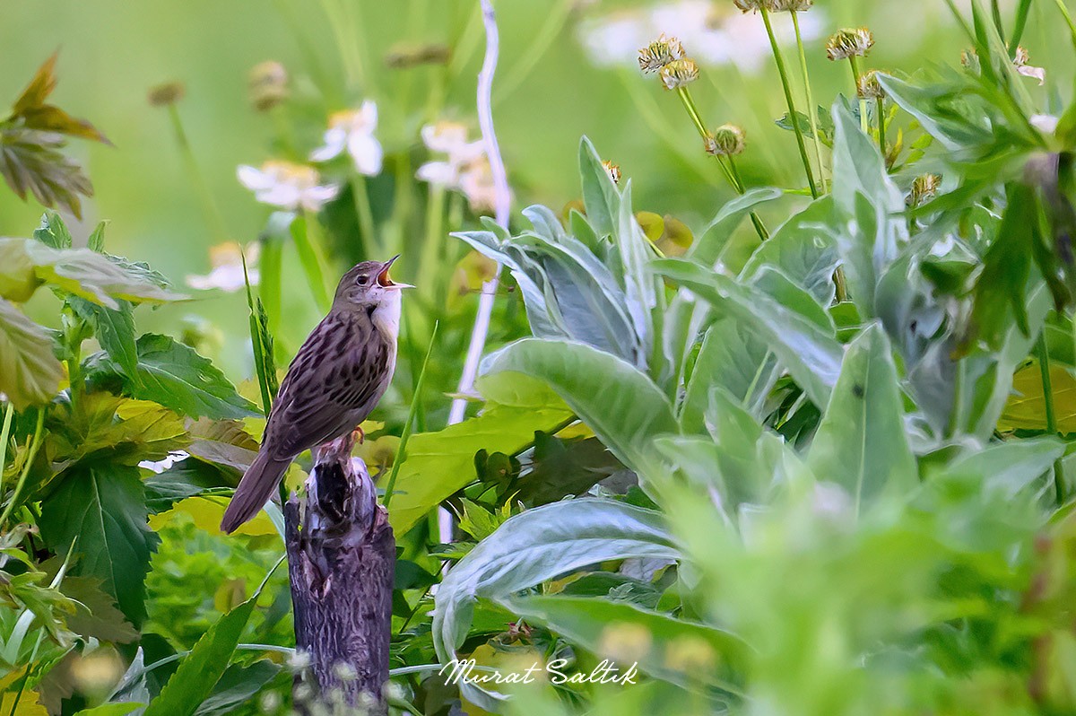 Common Grasshopper Warbler - Murat SALTIK