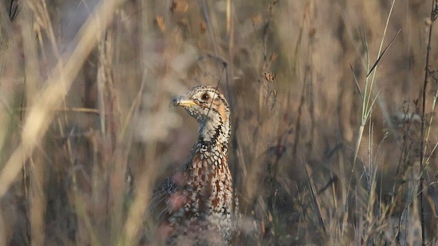 Shelley's Francolin - ML588870731