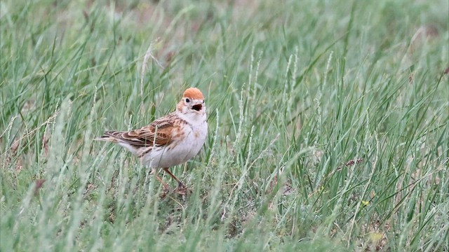 White-winged Lark - ML588870991