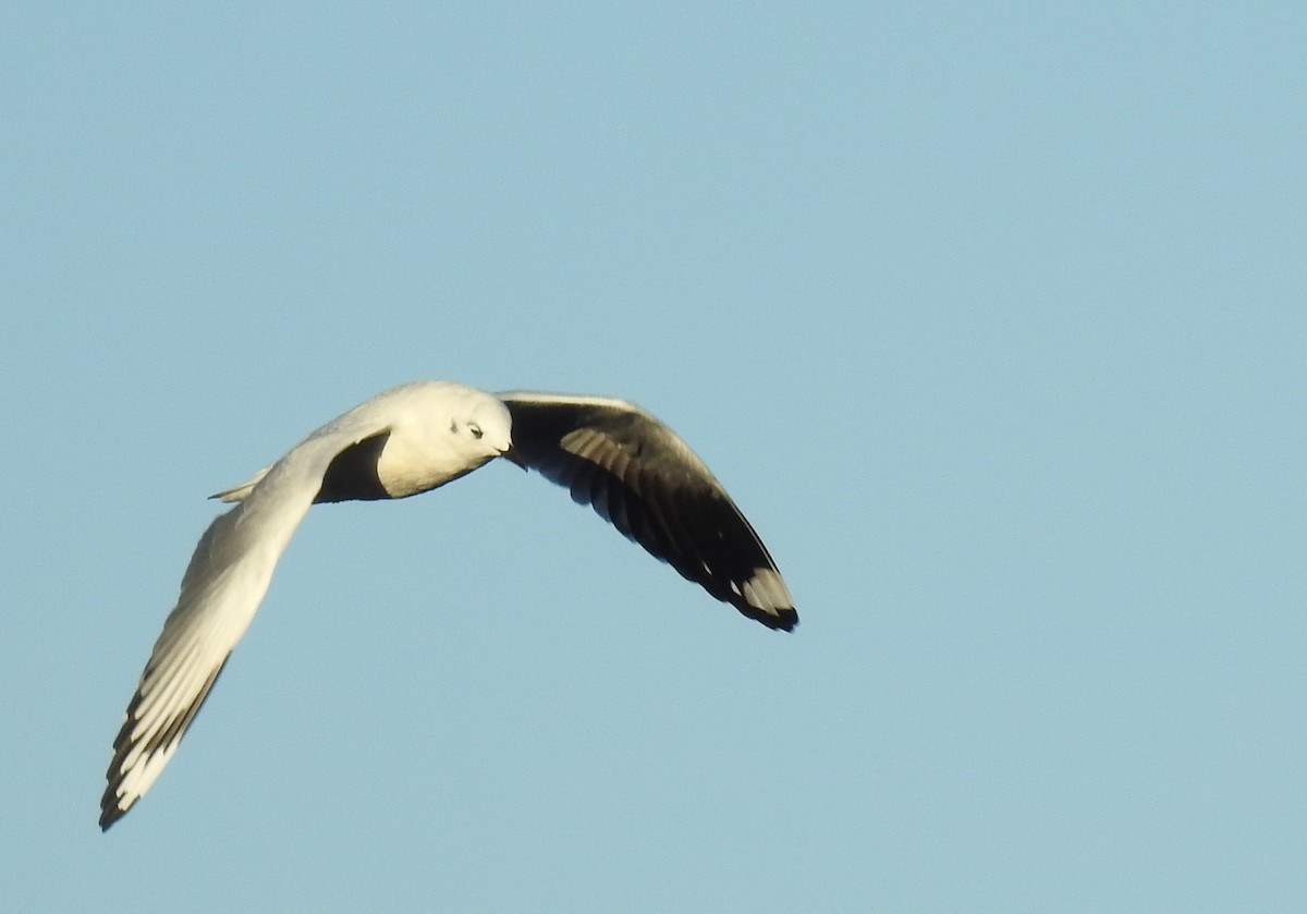 Andean Gull - ML588871311