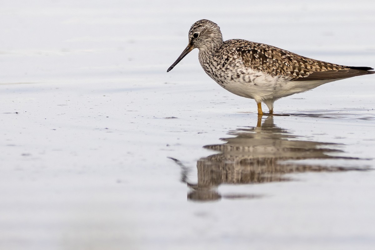 Lesser Yellowlegs - ML588872641