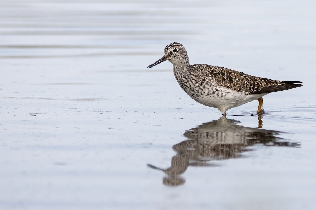 Lesser Yellowlegs - Emilia Deino