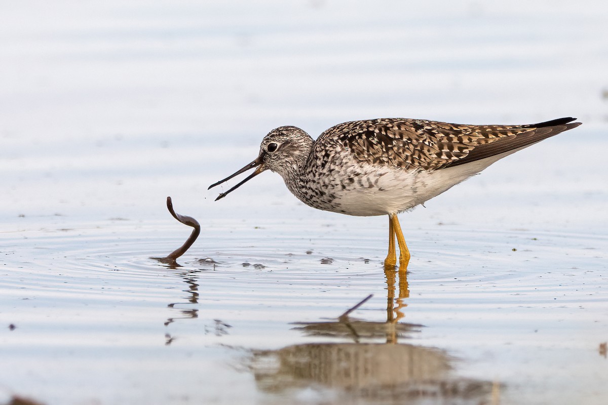 Lesser Yellowlegs - ML588872671