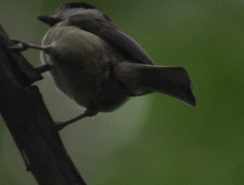 Carolina Chickadee - ML58887291