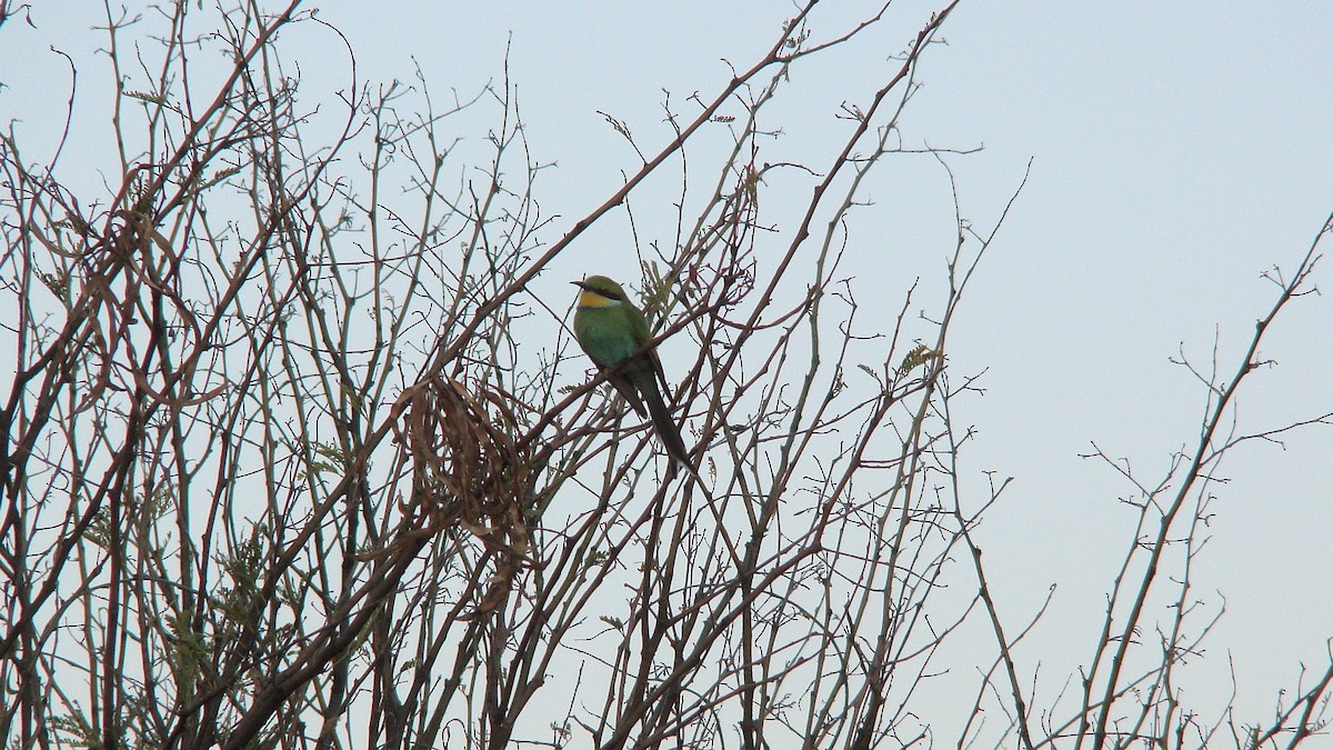 Swallow-tailed Bee-eater - ML588873181