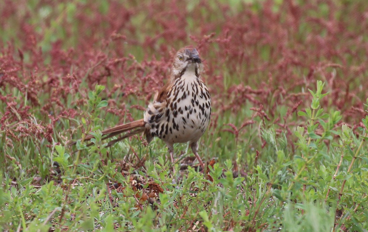 Brown Thrasher - ML58887401