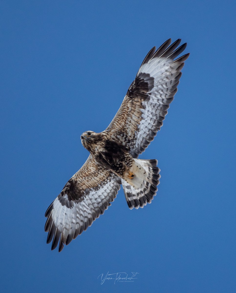 Rough-legged Hawk - ML588875211