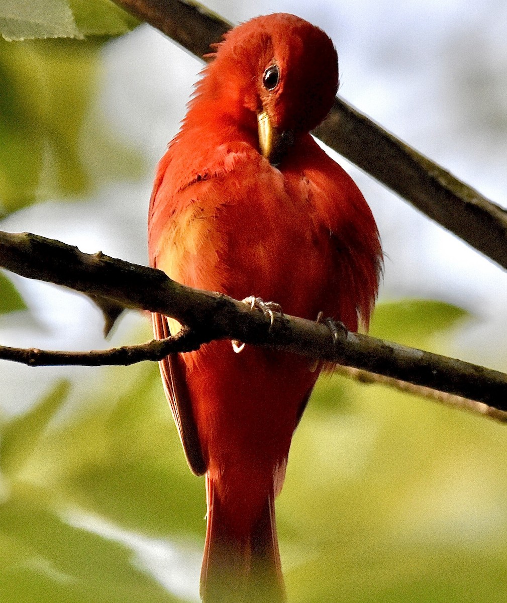 Summer Tanager - ML588875941