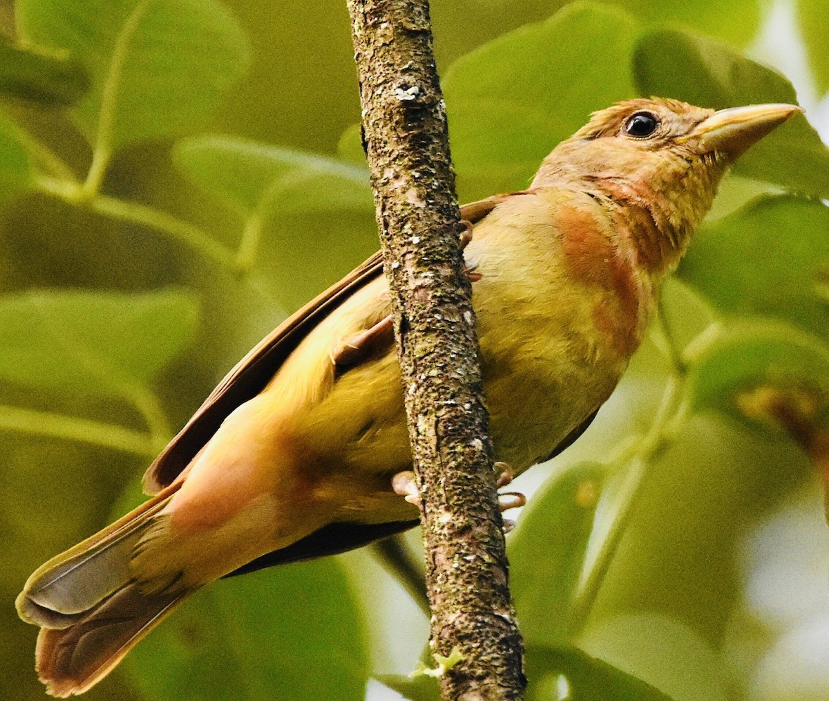 Summer Tanager - ML588876221