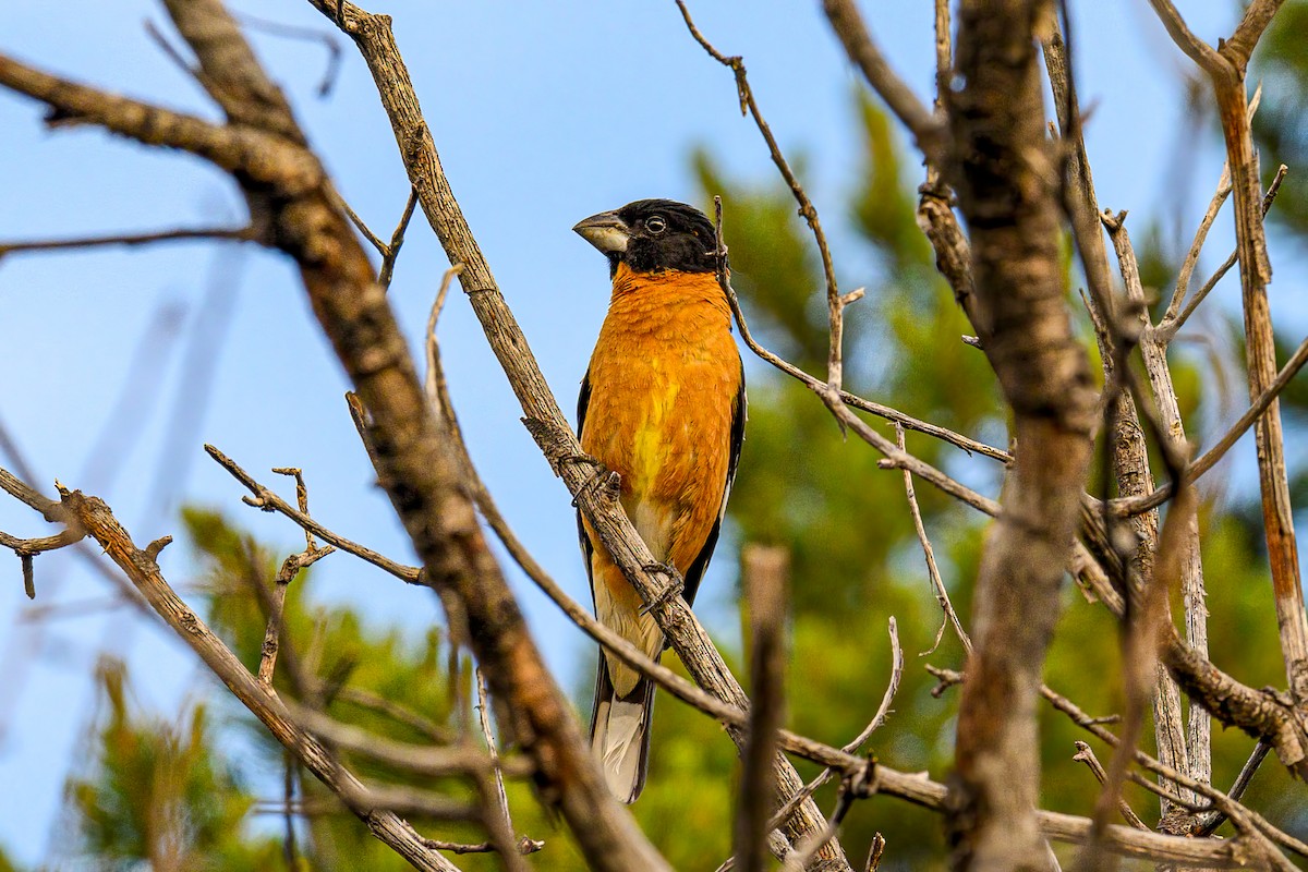 Black-headed Grosbeak - Bryan Cotter