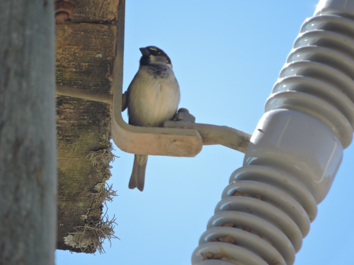 House Sparrow - ML588877211