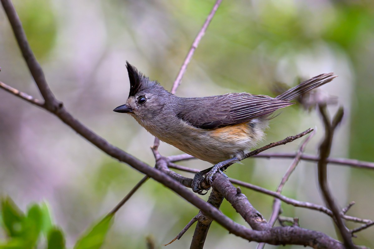 Black-crested Titmouse - ML588877401