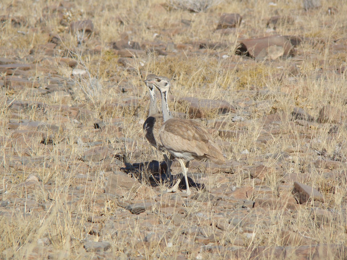 Rüppell's Bustard - ML588877451