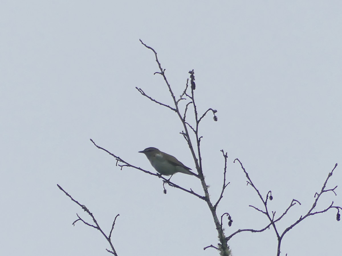 Red-eyed Vireo - ML588877831