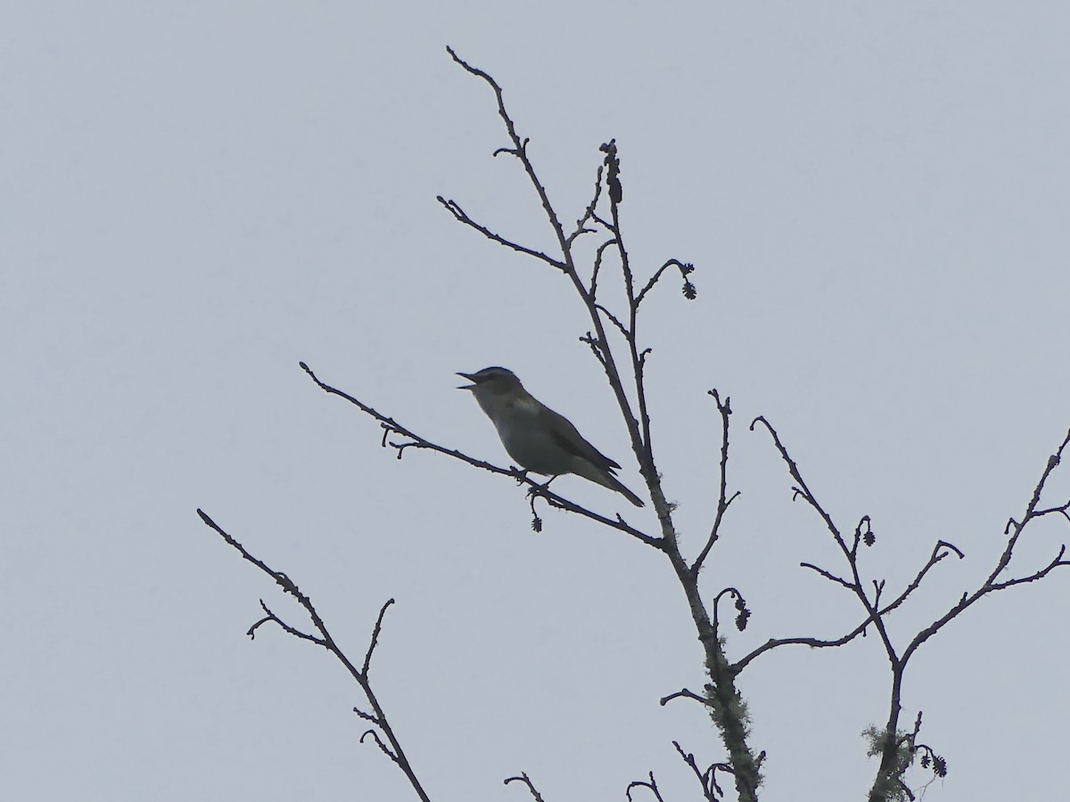 Red-eyed Vireo - Gus van Vliet