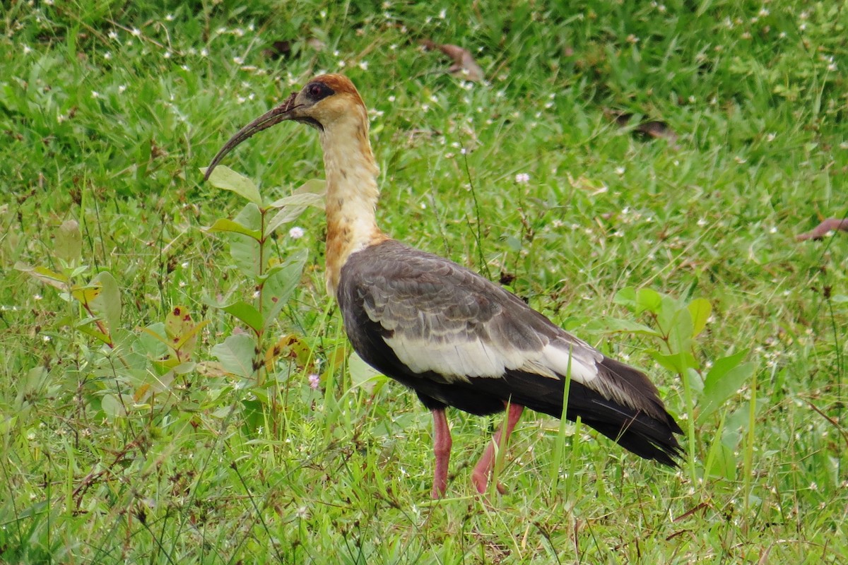 Buff-necked Ibis - ML588877911