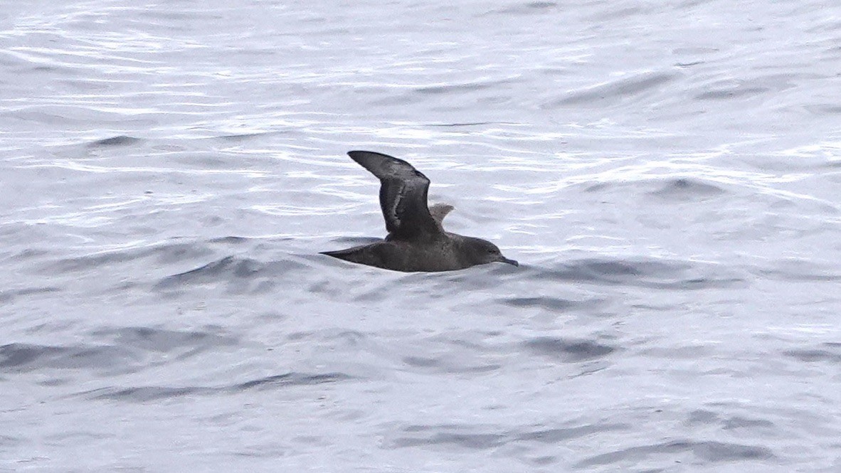 Sooty Shearwater - ML588878111