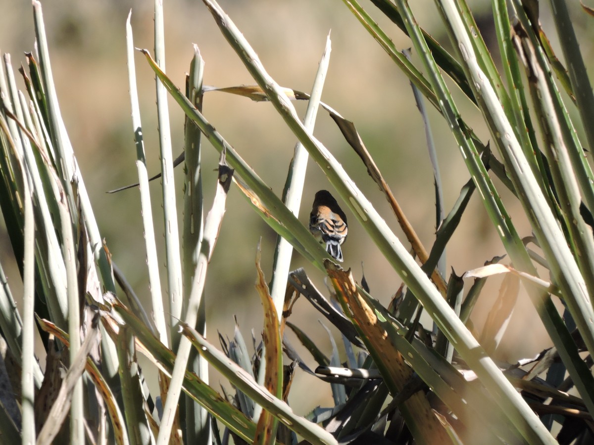 Band-tailed Seedeater - ML588878361