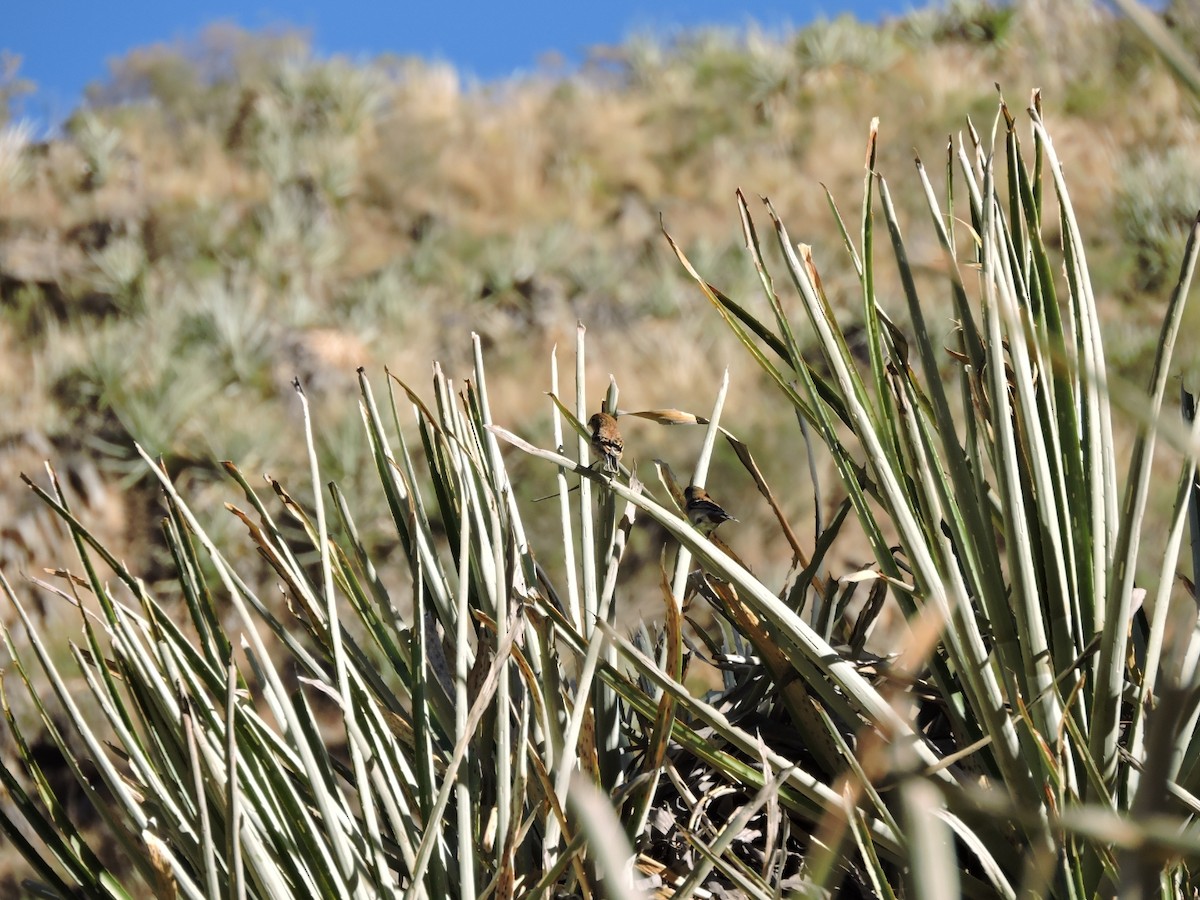 Band-tailed Seedeater - ML588878391