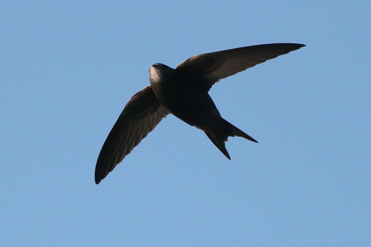 Common Swift - ML588878601