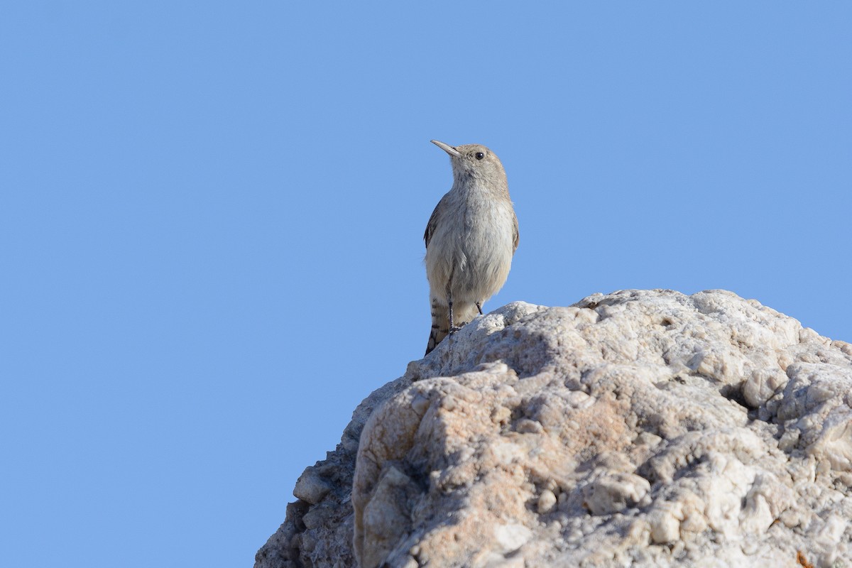 Rock Wren - ML588879471