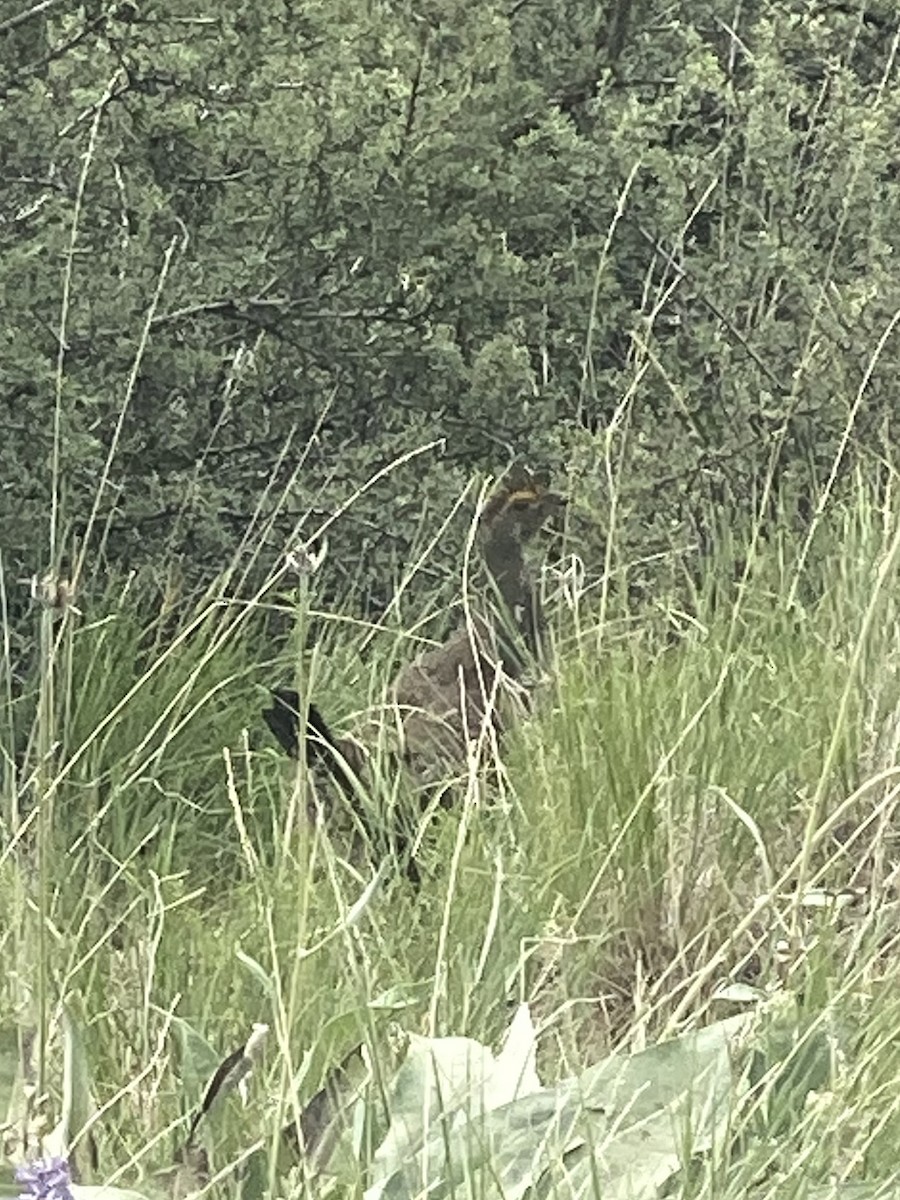 Dusky Grouse - ML588879991