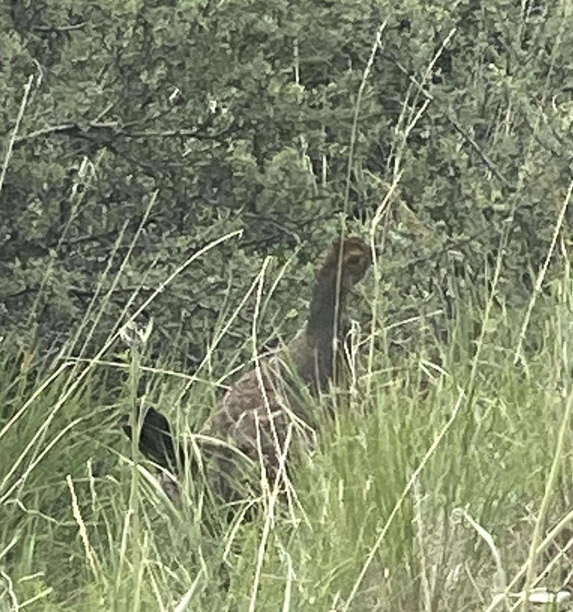 Dusky Grouse - ML588880001