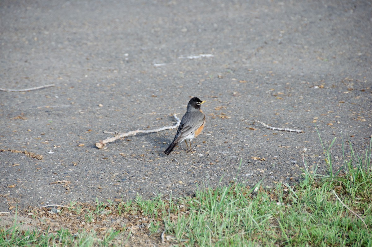 American Robin - ML588880111