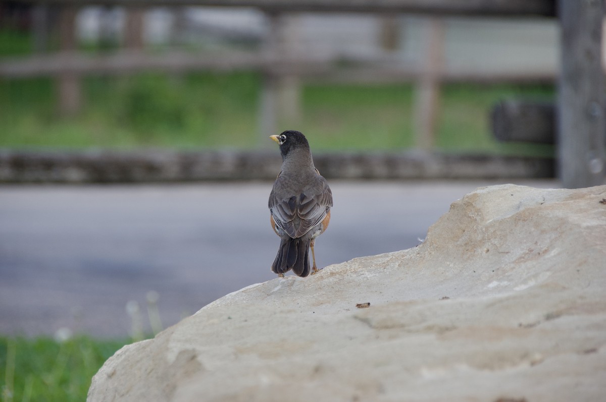 קיכלי נודד - ML588880141