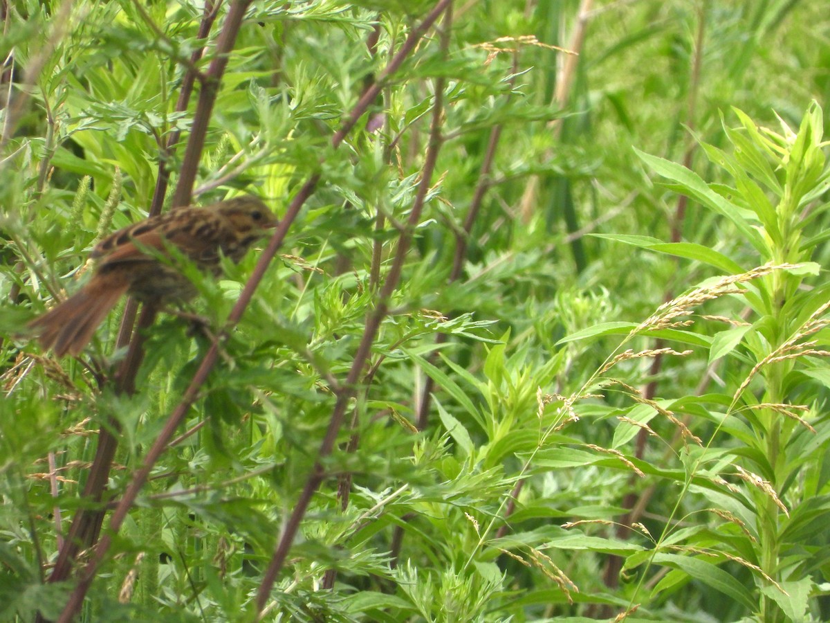 Swamp Sparrow - ML588880571